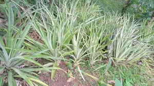 අන්නාසි පැල