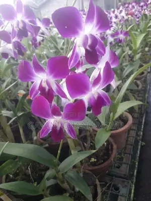 Orchids