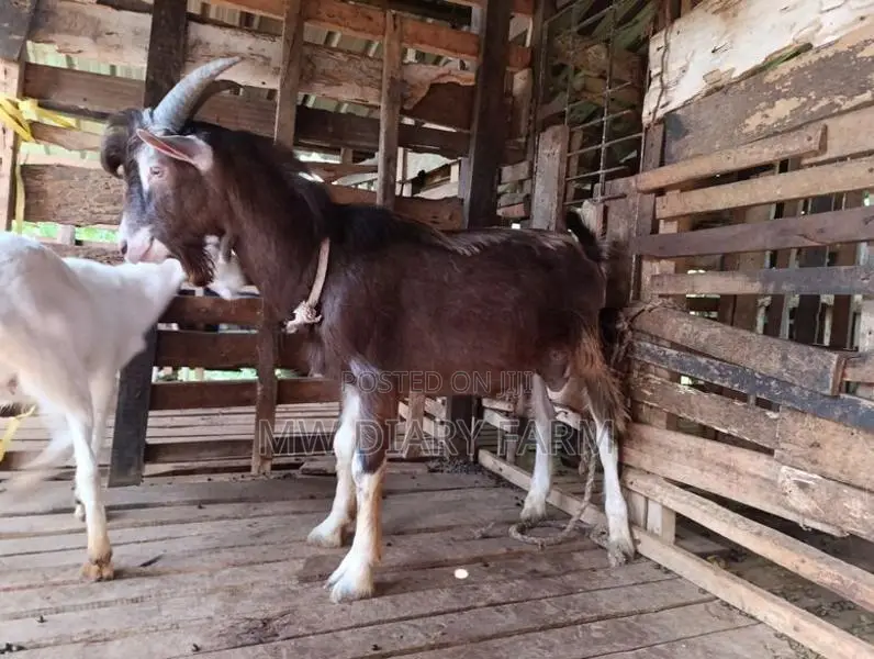 Togenburg Male Goat