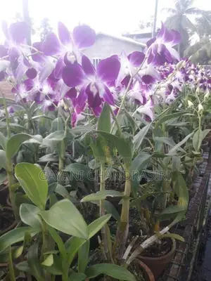 Orchids
