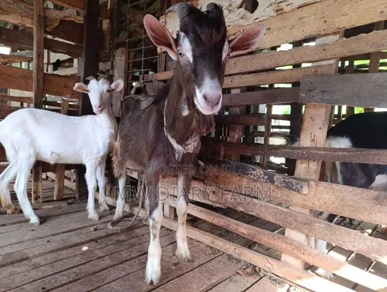 Togenburg Male Goat