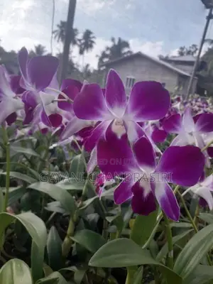Orchids