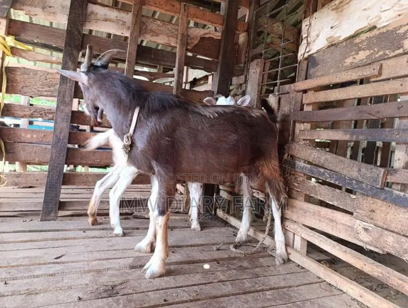 Togenburg Male Goat