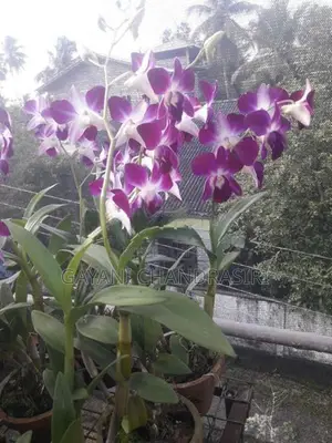Orchids