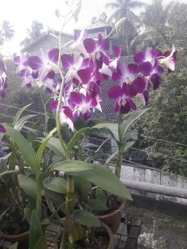 Orchids