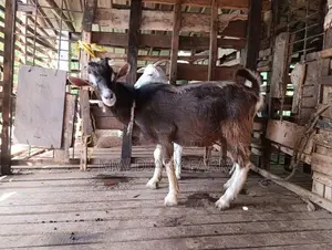 Togenburg Male Goat