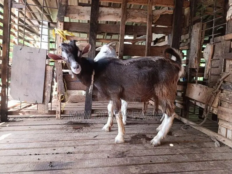 Togenburg Male Goat