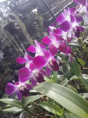 Orchids