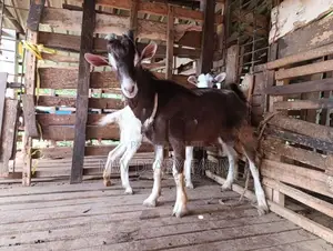 Togenburg Male Goat