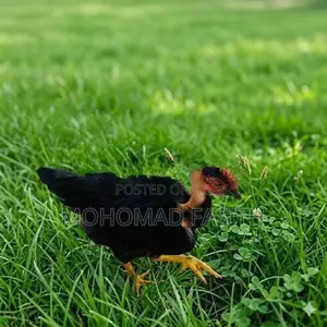 නෙකඩ් නෙක් කුකුළා