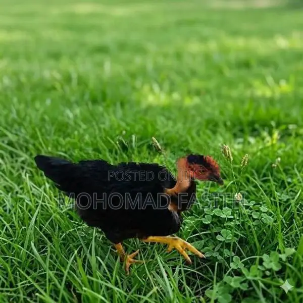 නෙකඩ් නෙක් කුකුළා