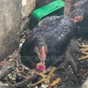 ගම් කුකුලා