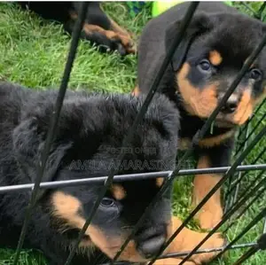 Rottweiler Puppies