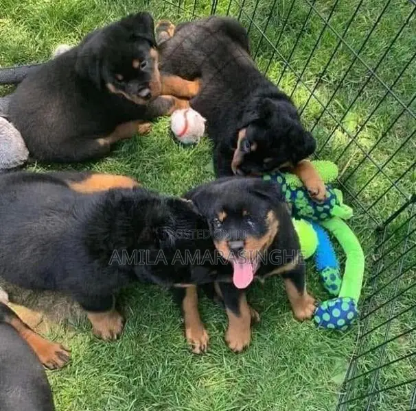 Rottweiler Puppies