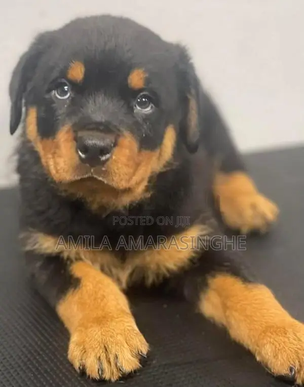 Rottweiler Puppies
