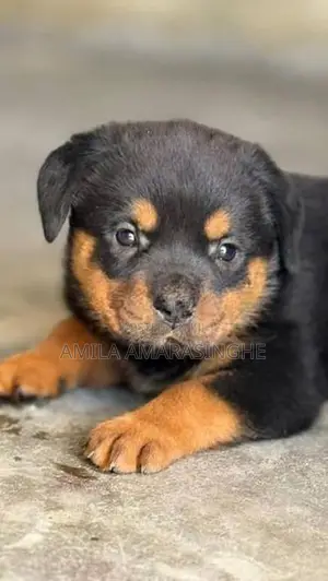 Rottweiler Puppies
