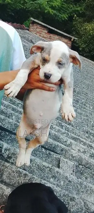 American Bully Puppy