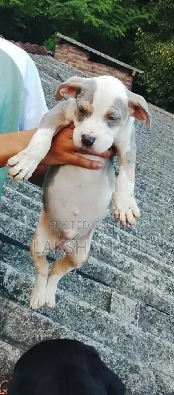 American Bully Puppy