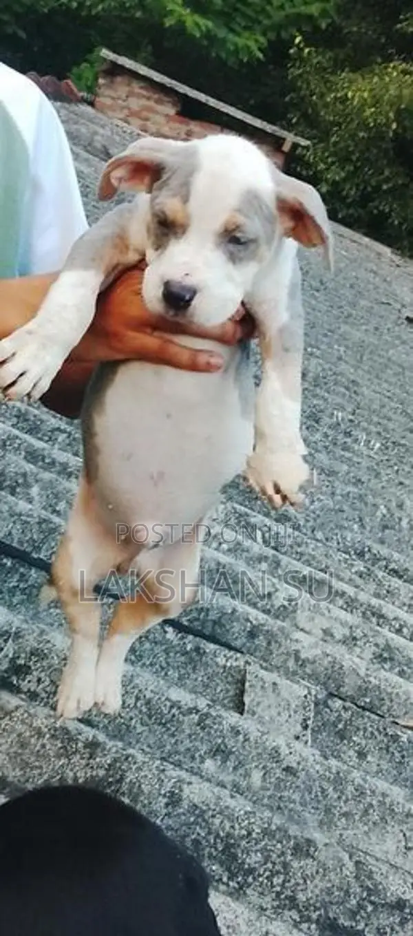 American Bully Puppy