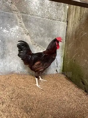 ගම් කුකුලන්