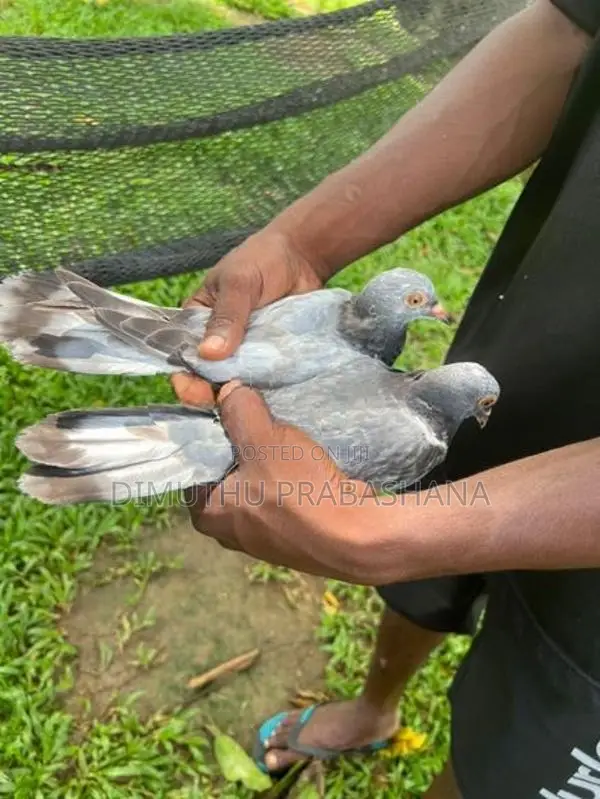Timing Pigeon