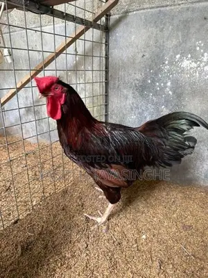 ගම් කුකුලන්
