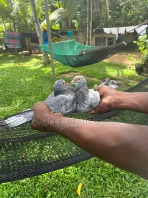 Timing Pigeon