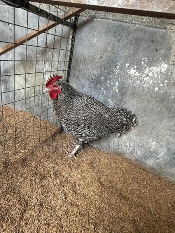 ගම් කුකුලන්