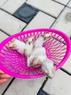 Hamster