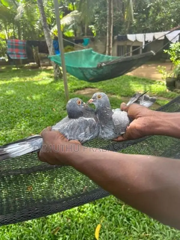 Timing Pigeon