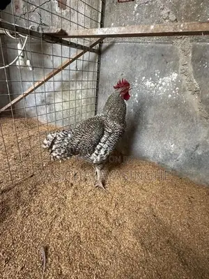 ගම් කුකුලන්