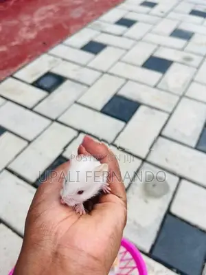 Hamster