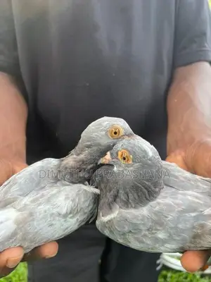 Timing Pigeon