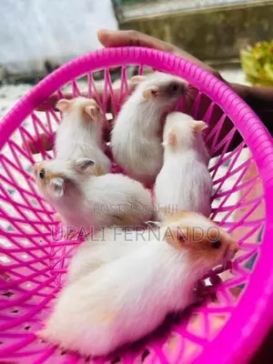 Hamster