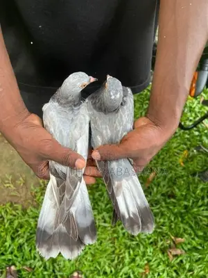 Timing Pigeon