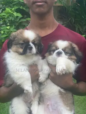 Shih Tzu Puppies