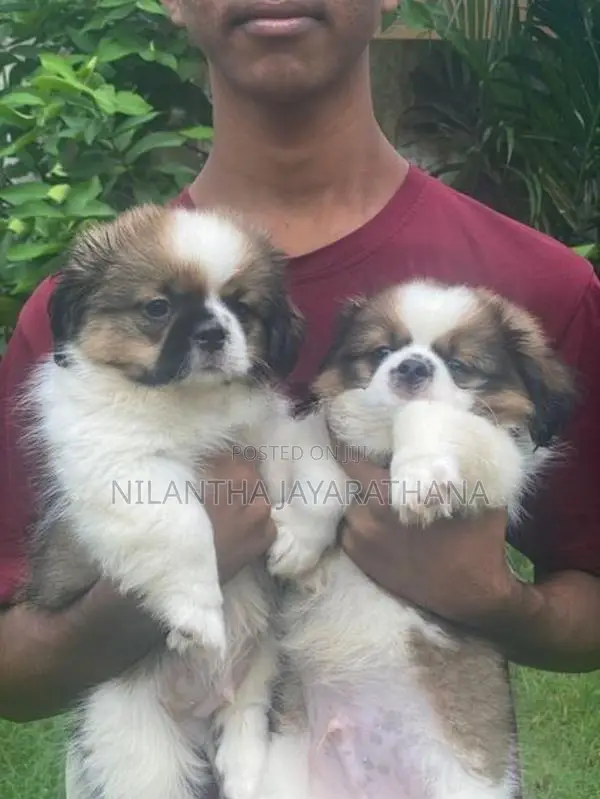 Shih Tzu Puppies