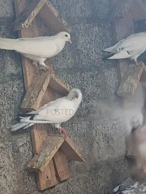 Pigeons