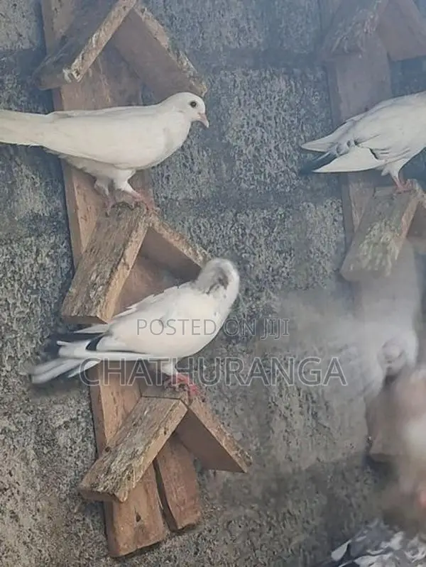 Pigeons