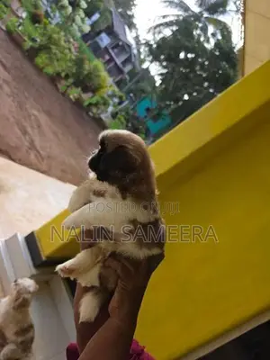 Shih Tzu Male Puppy