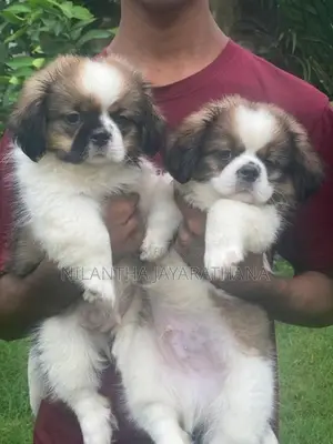 Shih Tzu Puppies