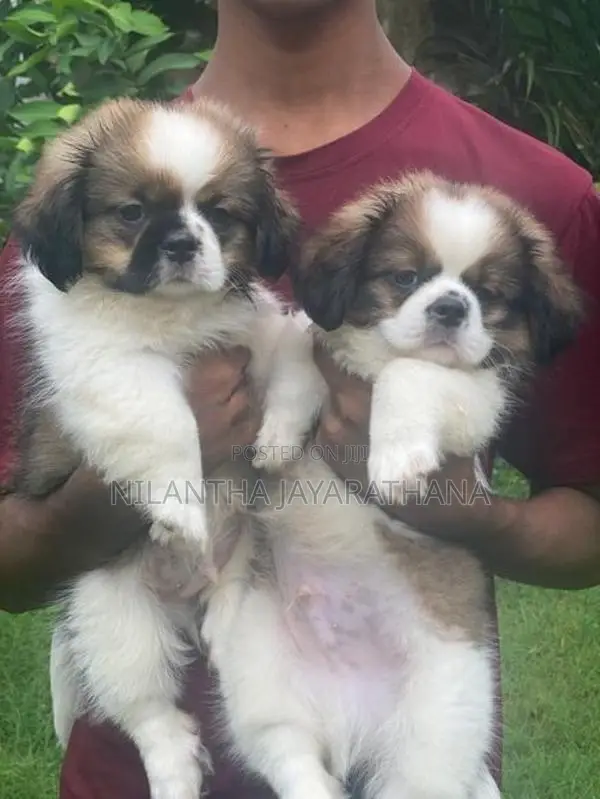 Shih Tzu Puppies