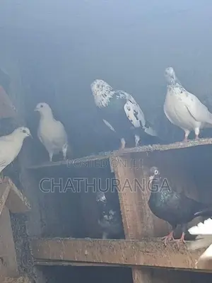 Pigeons