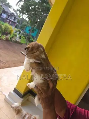 Shih Tzu Male Puppy