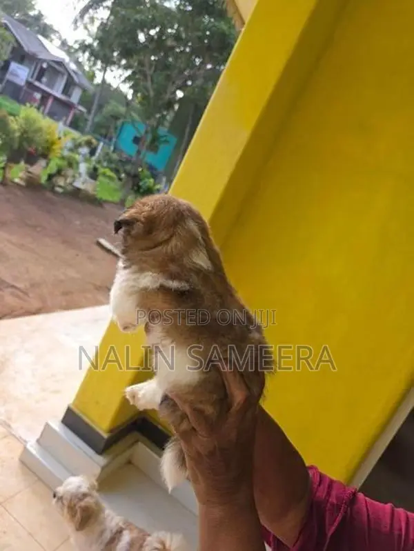 Shih Tzu Male Puppy