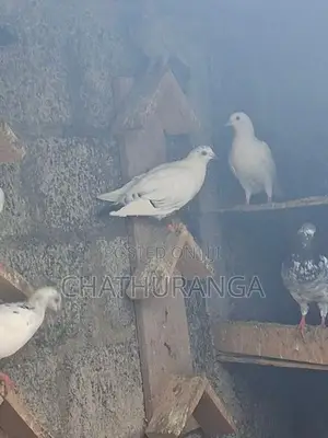 Pigeons