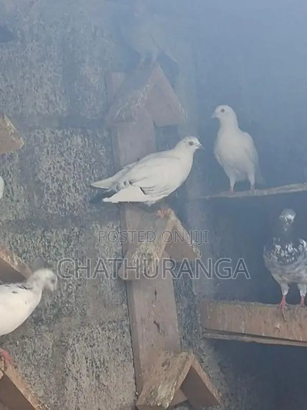 Pigeons