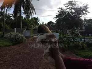 Shih Tzu Male Puppy