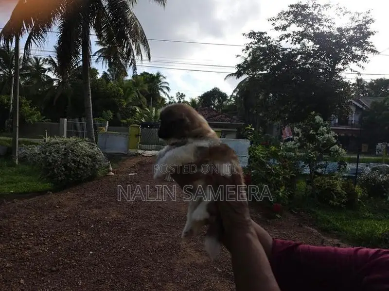 Shih Tzu Male Puppy