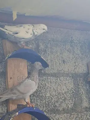 Pigeons